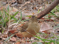 Turdus grayi