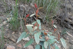 Lasiopetalum macrophyllum