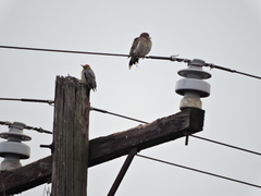 Melanerpes aurifrons