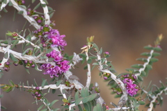 Melaleuca violacea