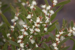 Hakea ambigua