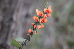 Sphaerolobium grandiflorum