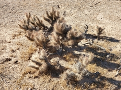 Grusonia kunzei
