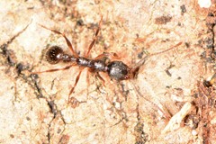 Aphaenogaster picea