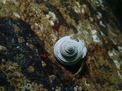 Calliostoma ligatum