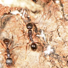 Aphaenogaster picea