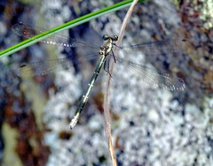 Argiolestidae