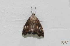 Scybalistodes periculosalis