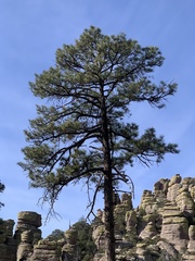 Pinus engelmannii