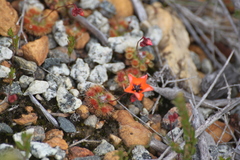Drosera platystigma