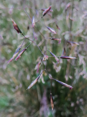 Deschampsia cespitosa cespitosa