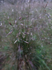 Deschampsia cespitosa cespitosa
