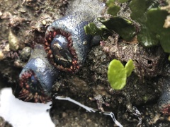 Bunodosoma californica