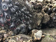 Bunodosoma californica