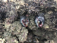 Bunodosoma californica