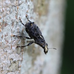Apatenia