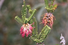 Melaleuca transversa