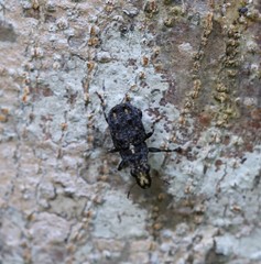 Apatenia