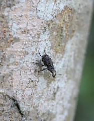 Apatenia