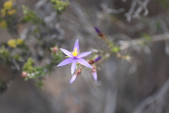 Calectasia
