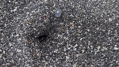 Taiwanemobius formosanus