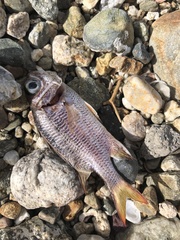 Neoniphon suborbitalis