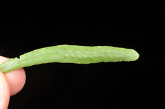 Notogrammitis patagonica