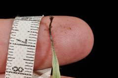 Notogrammitis patagonica