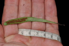 Notogrammitis patagonica