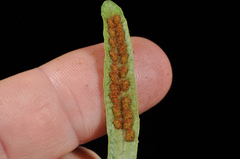 Notogrammitis patagonica