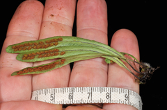 Notogrammitis patagonica