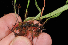 Notogrammitis patagonica