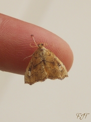 Scybalistodes periculosalis