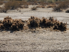 Grusonia kunzei