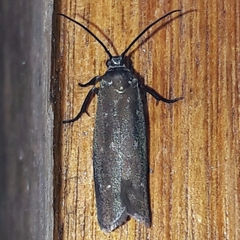 Urodidae