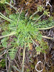 Chaerophyllum eriopodum