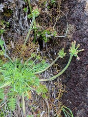 Chaerophyllum eriopodum