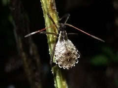 Acanthocephala femorata