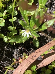 Scaevola hookeri