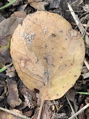 Tetraleurodes perileuca