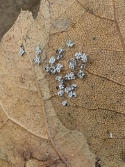 Tetraleurodes perileuca