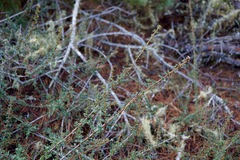 Ceanothus gloriosus porrectus