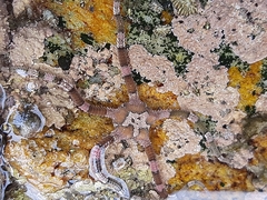 Ophiarachnella capensis