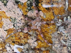 Ophiarachnella capensis