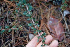 Ceanothus gloriosus porrectus