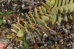 Veronica amplexicaulis
