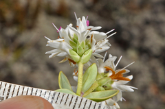 Veronica amplexicaulis