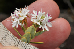 Veronica amplexicaulis