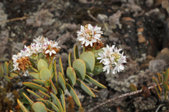 Veronica amplexicaulis