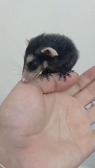 Didelphis aurita